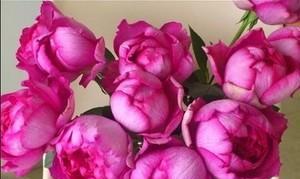 香水月季花语（花开花谢）