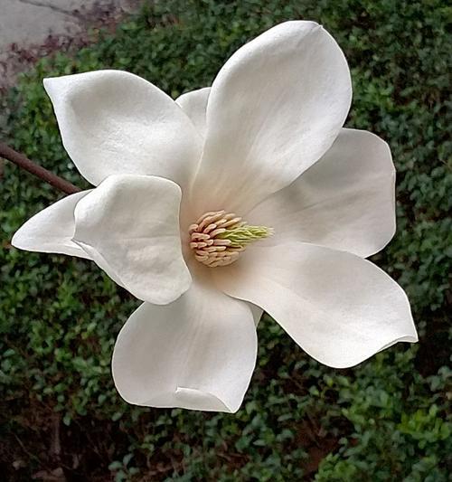 以辛夷花的花语与传说（揭秘辛夷花的花语与传说）