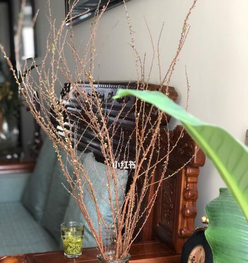 雪柳的花语及其意义（探寻雪柳的美与寓意）