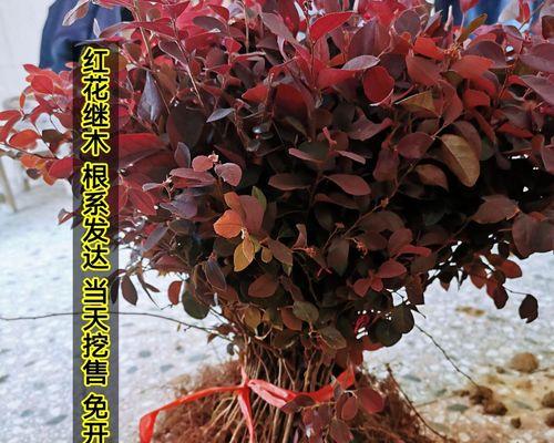 移植苗（了解移植苗的意义和方法）