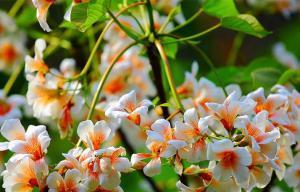 油桐花的花语与意义（探寻油桐花的深层含义）