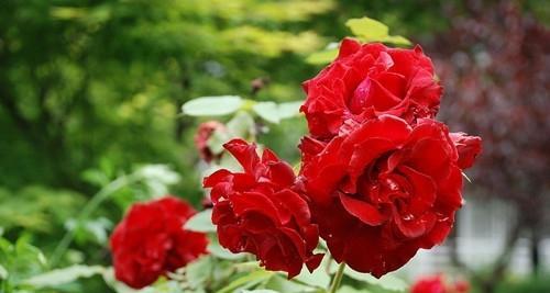 月季花的花语与寓意（绽放爱与热情）