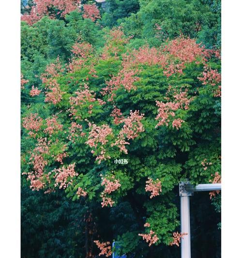 栾树之花语——幸福与希望的象征（领略栾树花朵中的美好）