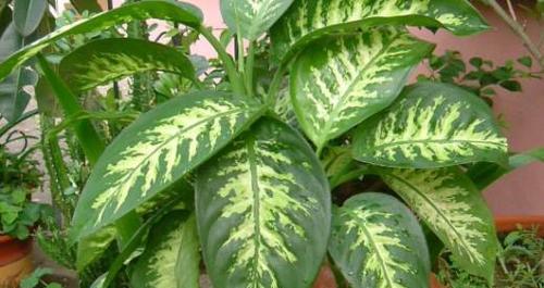 万年青喜水还是喜干？——植物的生存环境需求分析