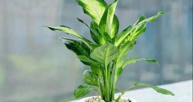 家庭种植万年青的全程指南（从选购到管理）