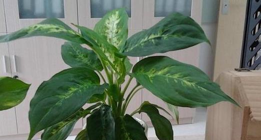 万年青植物毒性与室内养护，毒不可忽视，室内种植也要注意