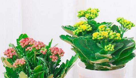揭秘万寿花的颜色之谜（探究万寿花的颜色种类和意义）