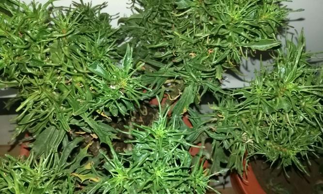 揭秘万寿花的颜色之谜（探究万寿花的颜色种类和意义）