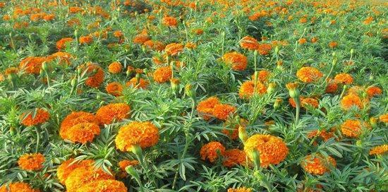 万寿菊的开花时间研究（早上还是晚上）