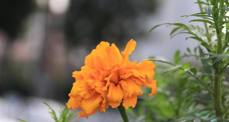 万寿菊——多年生还是一年生植物（解读万寿菊的生长周期与特点）