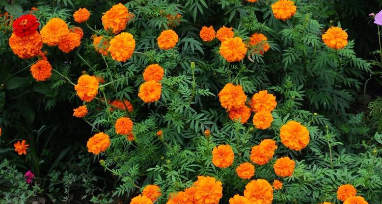 万寿菊——多年生花卉的代表（万寿菊是否为多年生植物）