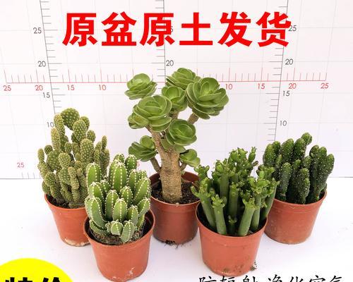 万重山的浇水频率（了解万重山的浇水周期）