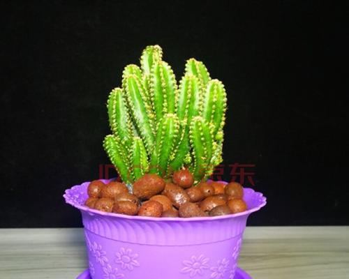 万重山的光照环境及其植被适应（探究万重山的光照特点）