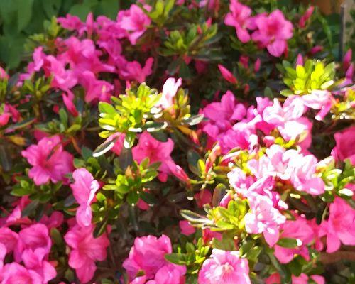 探究威海市花——海棠的文化内涵与历史渊源（探究威海市花——海棠的文化内涵与历史渊源）