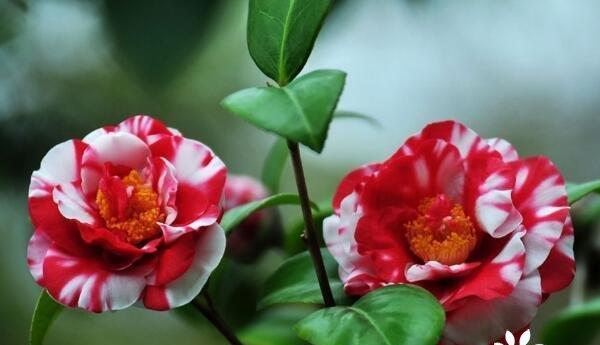 探究威海市花——海棠的文化内涵与历史渊源（探究威海市花——海棠的文化内涵与历史渊源）
