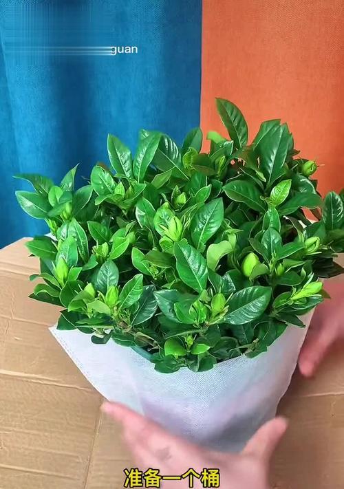 挑选最佳时间，了解桅子花的浇水需求（春夏秋冬）