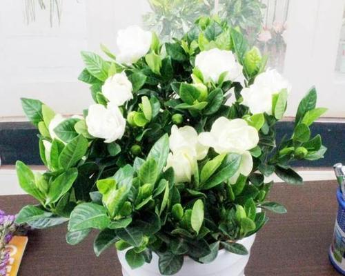 室内养护桅子花的全面指南（桅子花适合在室内养吗）