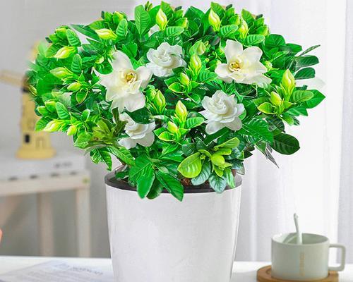 室内养护桅子花的全面指南（桅子花适合在室内养吗）