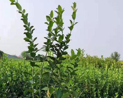 卫矛的耐寒性及适应温度范围