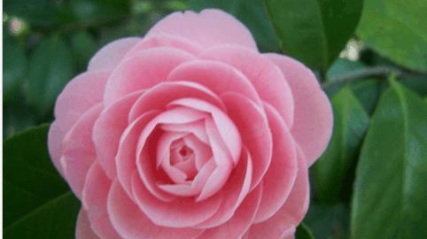 揭秘温州市花——蝴蝶兰（解析蝴蝶兰的花语和传说）