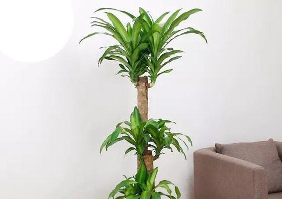 文昌位的绿植摆放指南（为您打造高效学习的小天地）