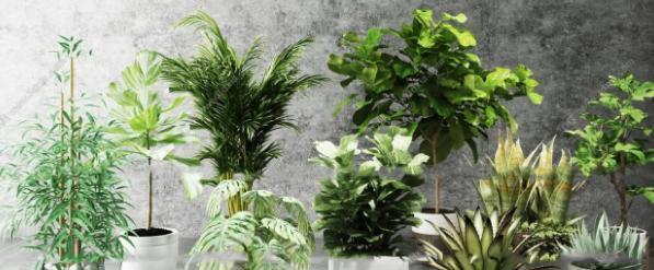文昌位的绿植摆放指南（为您打造高效学习的小天地）