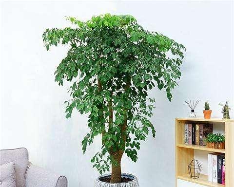 文昌位的绿植摆放指南（为您打造高效学习的小天地）