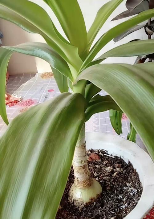 文殊兰开花时间（揭秘文殊兰花期）