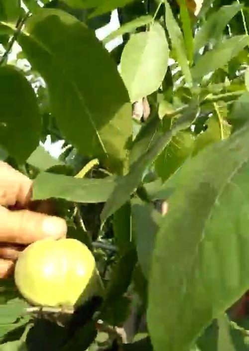 文玩核桃的种植条件和适宜地区（探秘文玩核桃的成长环境和培育技巧）