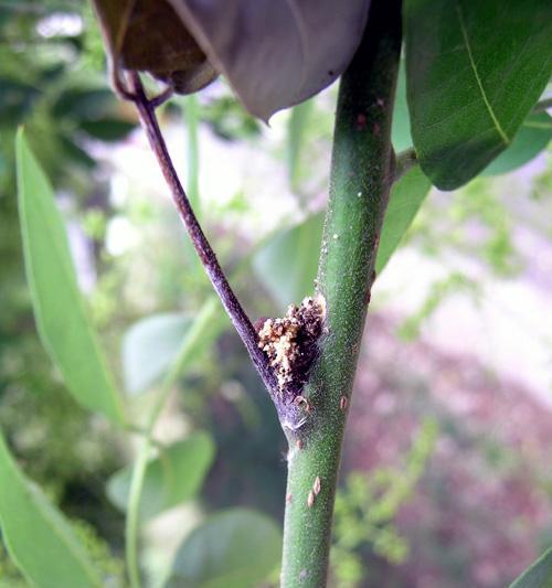 文竹长虫子怎么办？-教你防范和处理