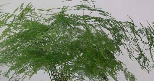 谨防文竹，可能对身体造成伤害（文竹毒性大）