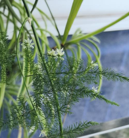 文竹开花周期与养护（掌握文竹的开花秘密）