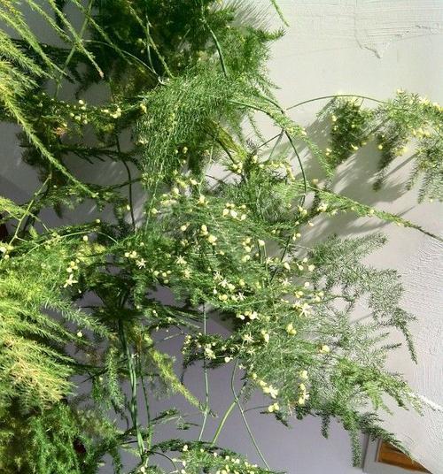 文竹开花周期与养护（掌握文竹的开花秘密）