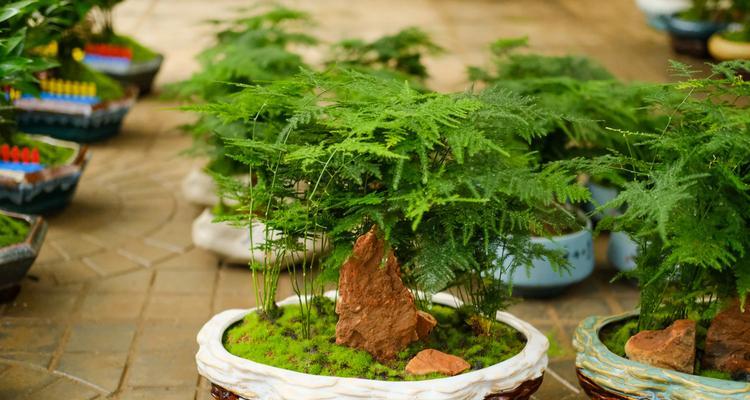 文竹的最佳生长环境（室内还是室外更适合文竹生长）