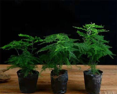 文竹修剪技巧（打造美观的文竹盆栽）