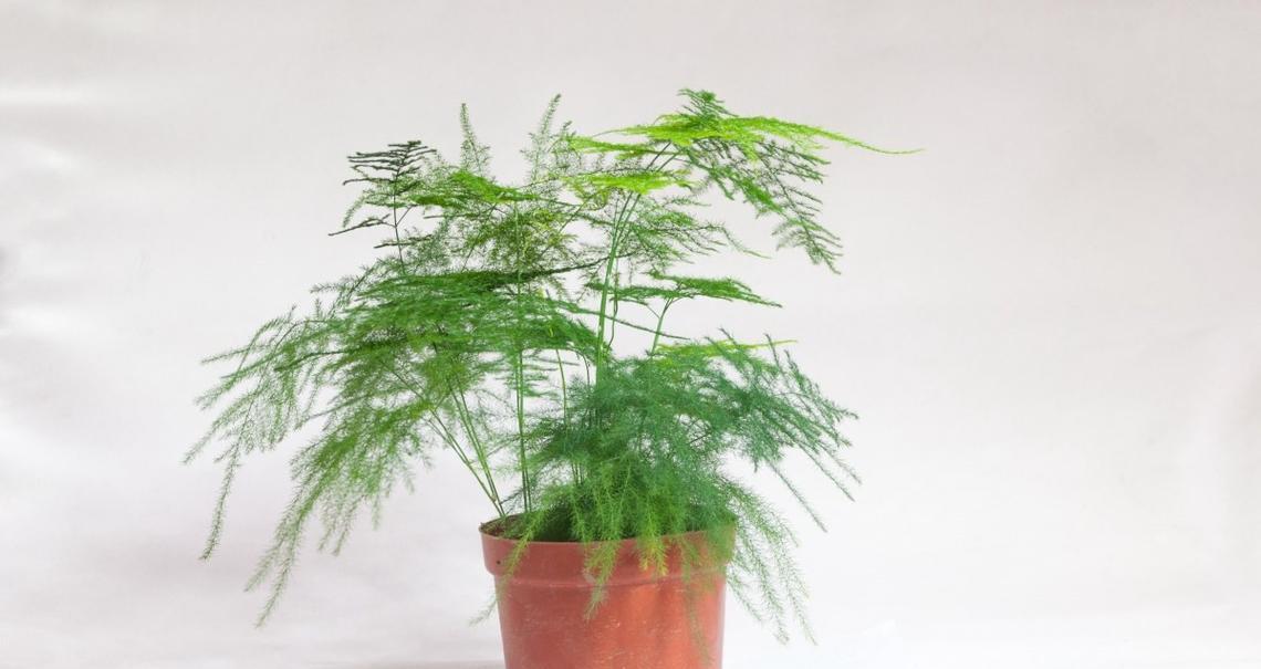 文竹——家居清新装饰不二选择（一颗小小文竹）