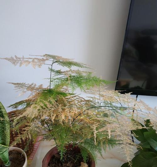 文竹开花的颜色与样子（探秘文竹开花的神秘面纱）