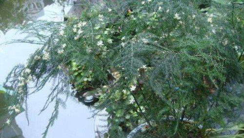 文竹开花的颜色与样子（探秘文竹开花的神秘面纱）