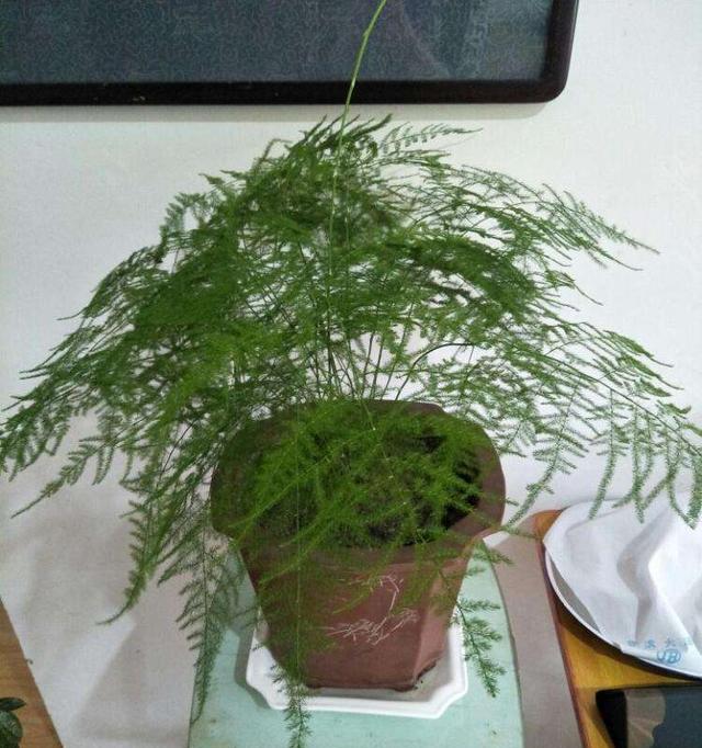 如何科学浇水，让文竹茁壮成长（文竹的浇水频率及注意事项）