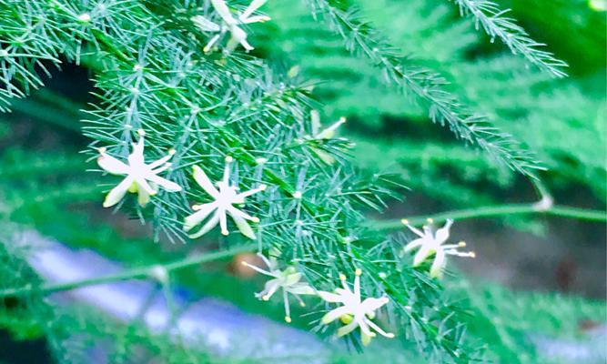 文竹开花的奥秘（多少年开一次花）