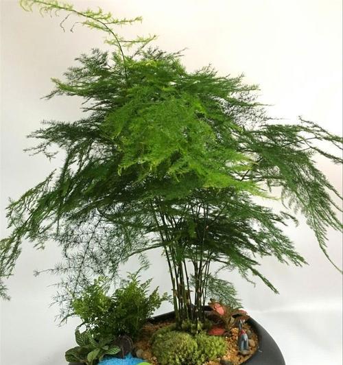 文竹是否适合淋雨（了解文竹的防水能力与养护方法）
