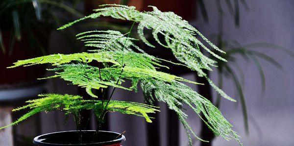 文竹品种大全，找到最适合你的绿植（探秘文竹的种类、特点及养殖技巧）