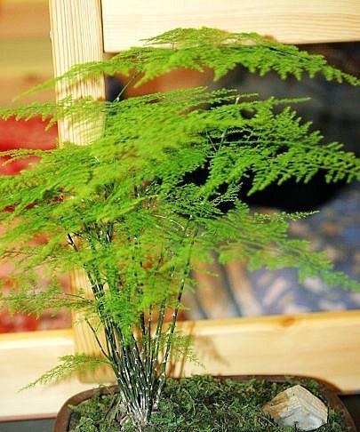 文竹品种大全，找到最适合你的绿植（探秘文竹的种类、特点及养殖技巧）