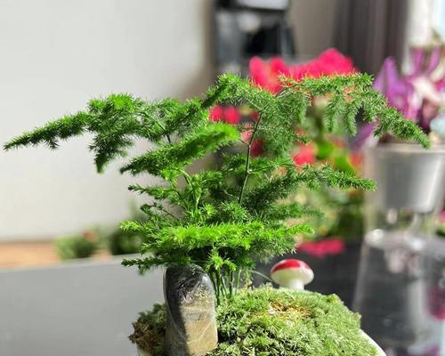 文竹耐寒度分析（从适应性）