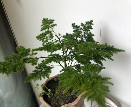 文竹的日光浴（文竹晒太阳的利与弊）