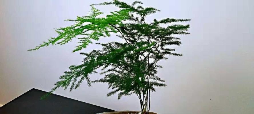 文竹是否适合浇硫酸亚铁（探究文竹植株对硫酸亚铁的适应性能力）