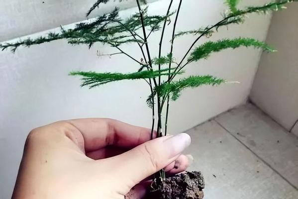 文竹种植指南（如何选择适合的土壤与土壤配方）