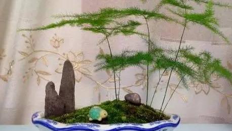如何正确修剪文竹盆景（教你如何做好文竹盆景的修剪工作）
