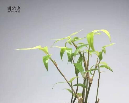 如何正确修剪文竹盆景（教你如何做好文竹盆景的修剪工作）