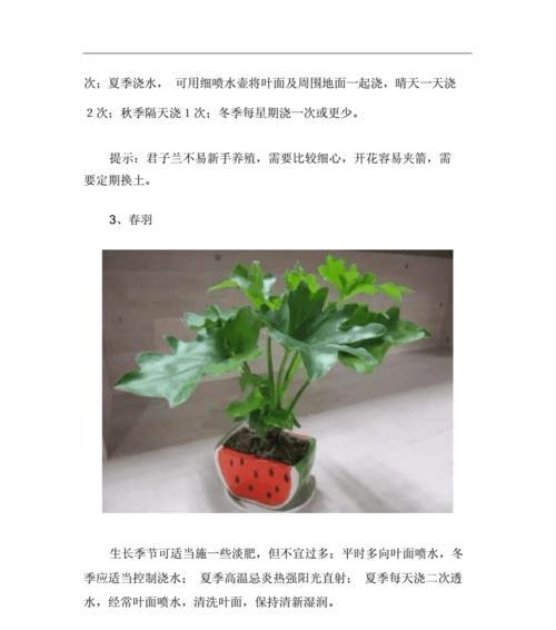文竹的上盆时间及养护方法（打造宜人环境的秘诀）